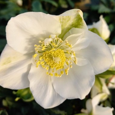 HELLEBORUS NIGER MAGIC
